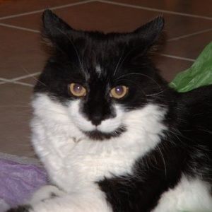 Meet your Posher, Jane